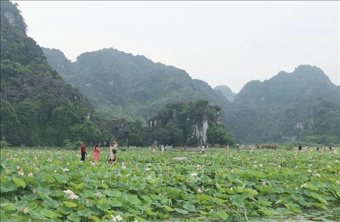 Hương sen đất Cố đô - Sức sống mới cho du lịch nông nghiệp Ninh Bình