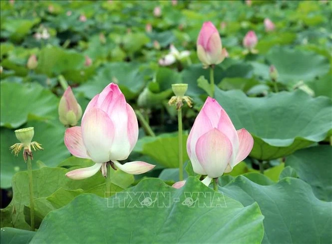 Hương sen đất Cố đô - Sức sống mới cho du lịch nông nghiệp Ninh Bình