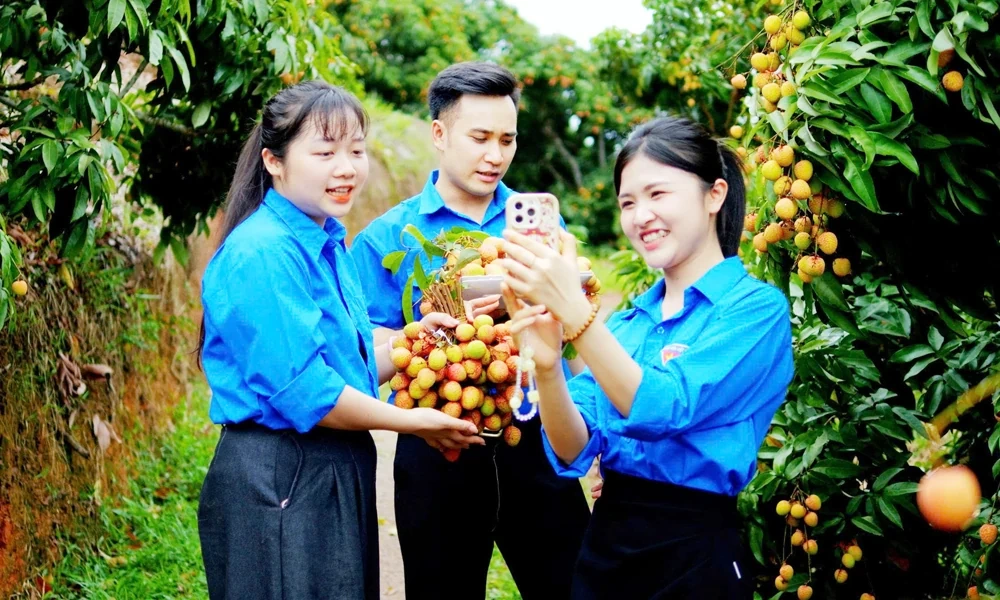 Thu hút du khách đến vùng vải Tân Yên