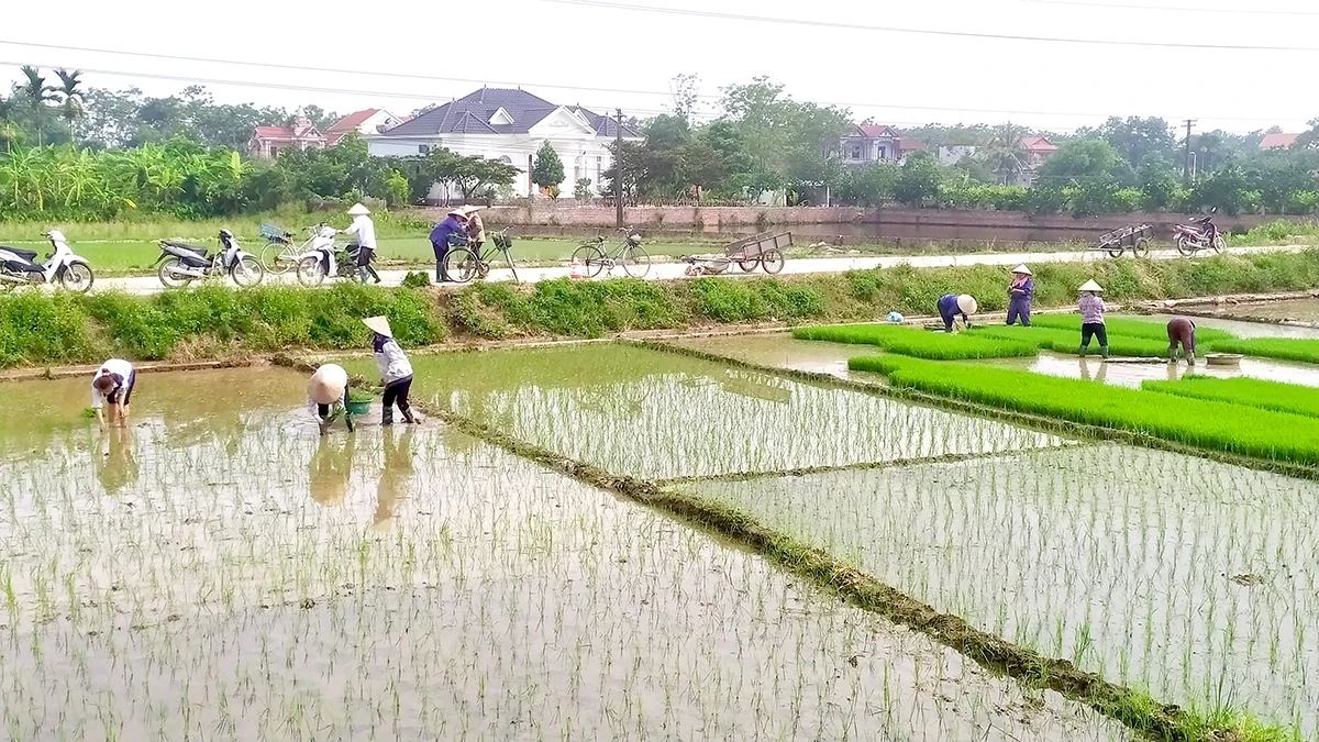 Ứng phó với khó khăn trong sản xuất vụ Mùa