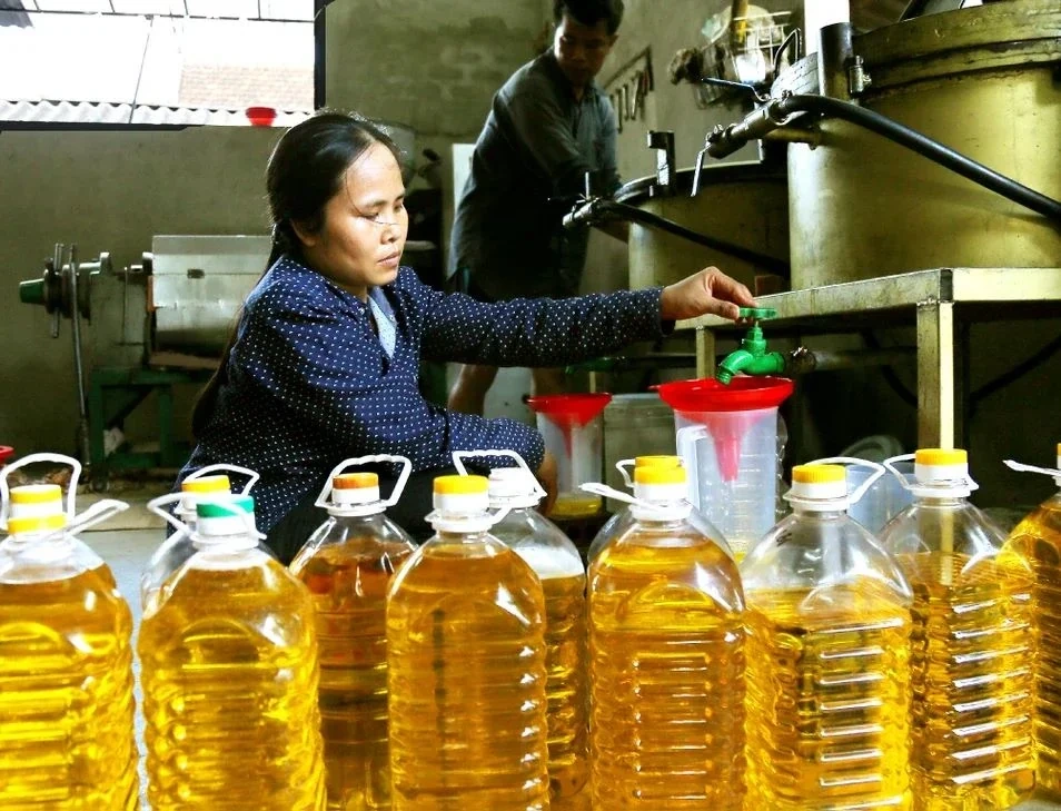 Lo ngại dầu ăn giả, người dân tự ép dầu để sử dụng