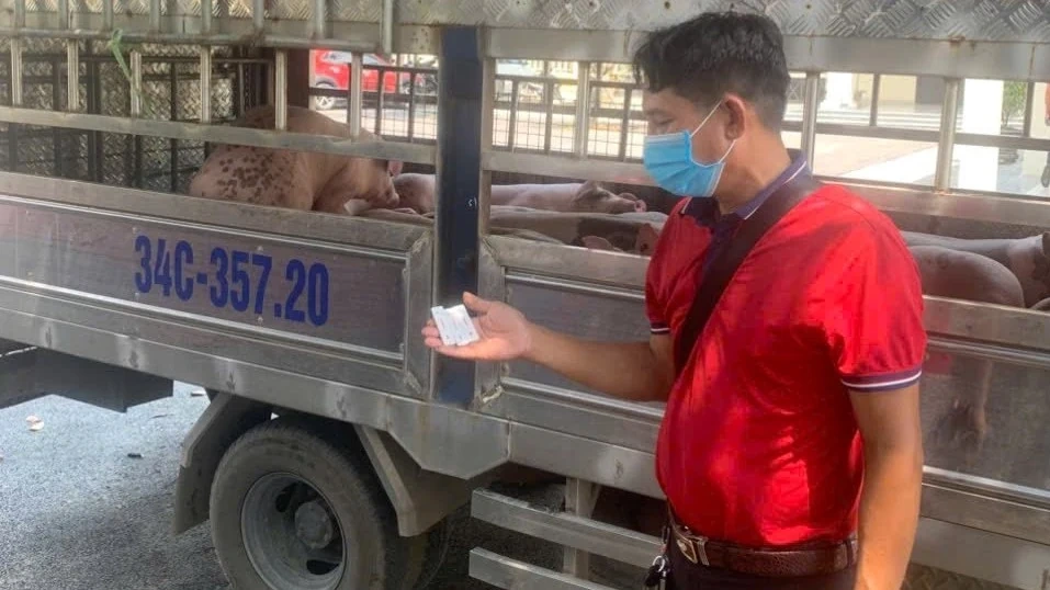 Phát hiện vụ vận chuyển lợn nhiễm dịch tả lợn Châu Phi