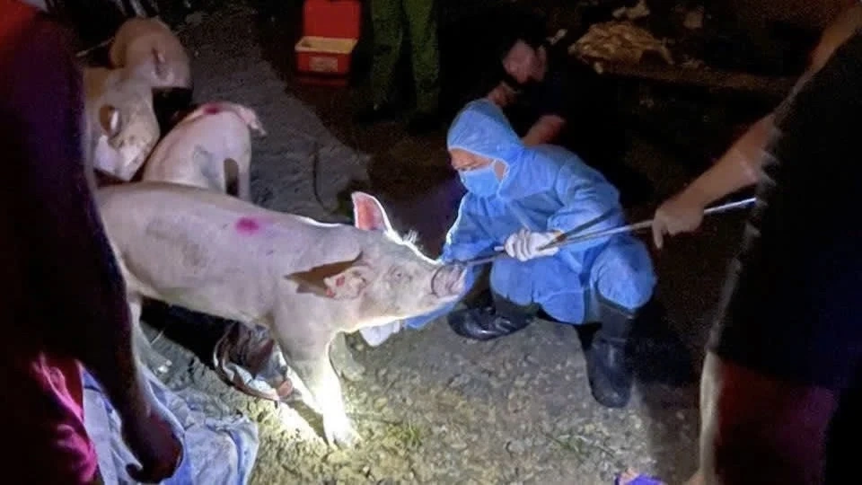 Phát hiện, xử lý vụ buôn bán lợn nhiễm dịch tả lợn Châu Phi