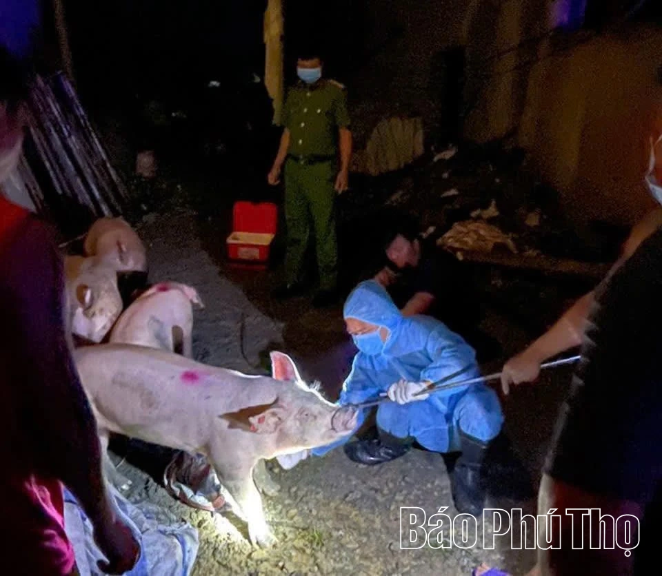 Thêm 9 xã mới phát sinh bệnh Dịch tả lợn châu Phi