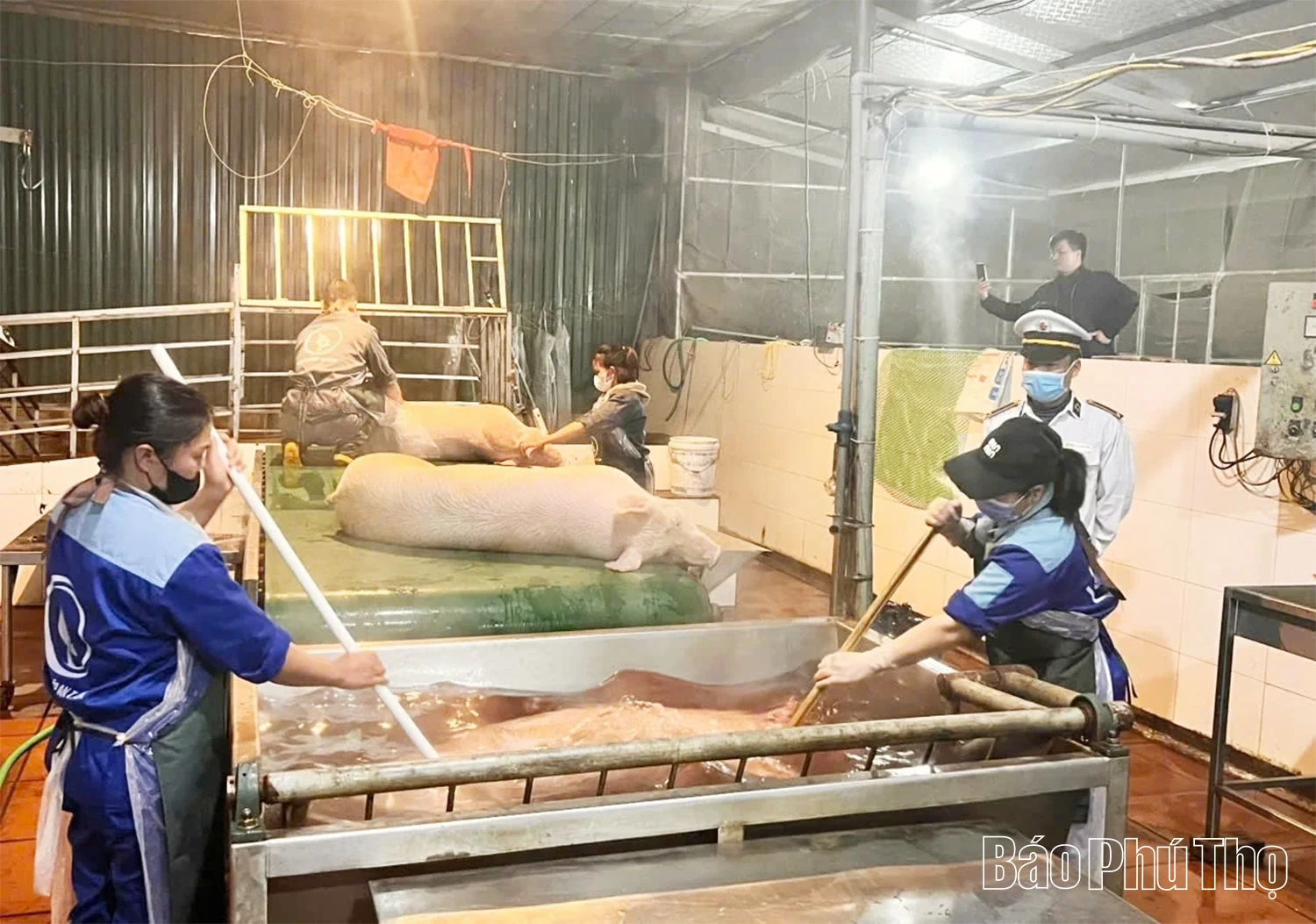 Tăng cường quản lý kiểm dịch, kiểm soát giết mổ lợn và các sản phẩm từ lợn