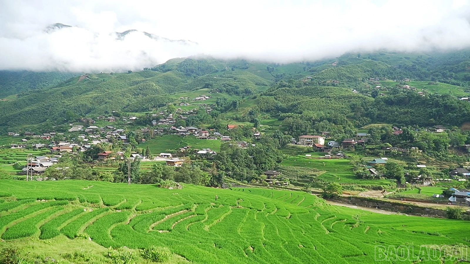 Sức hút Sa Pa mùa lúa xanh