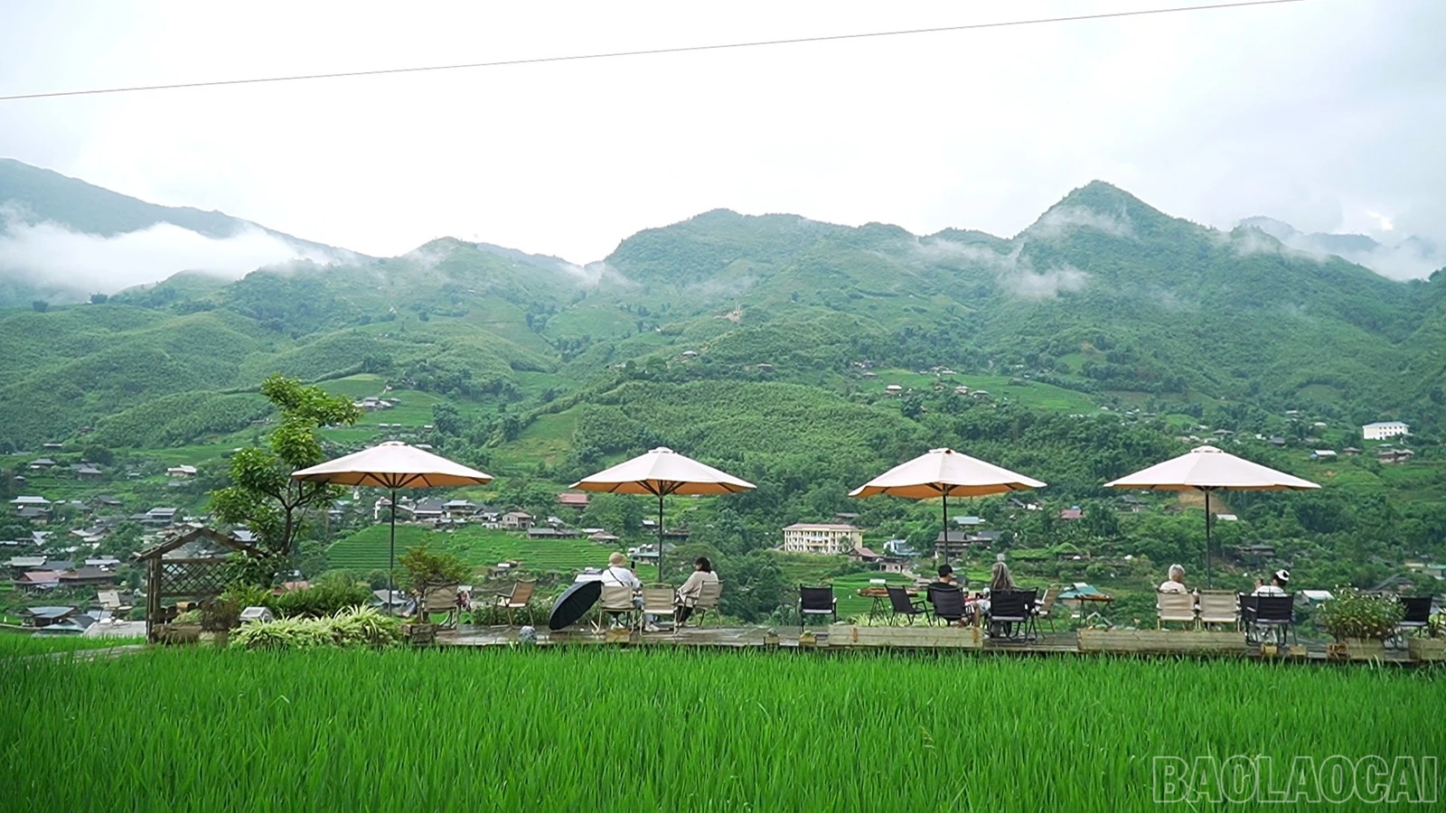 Sức hút Sa Pa mùa lúa xanh