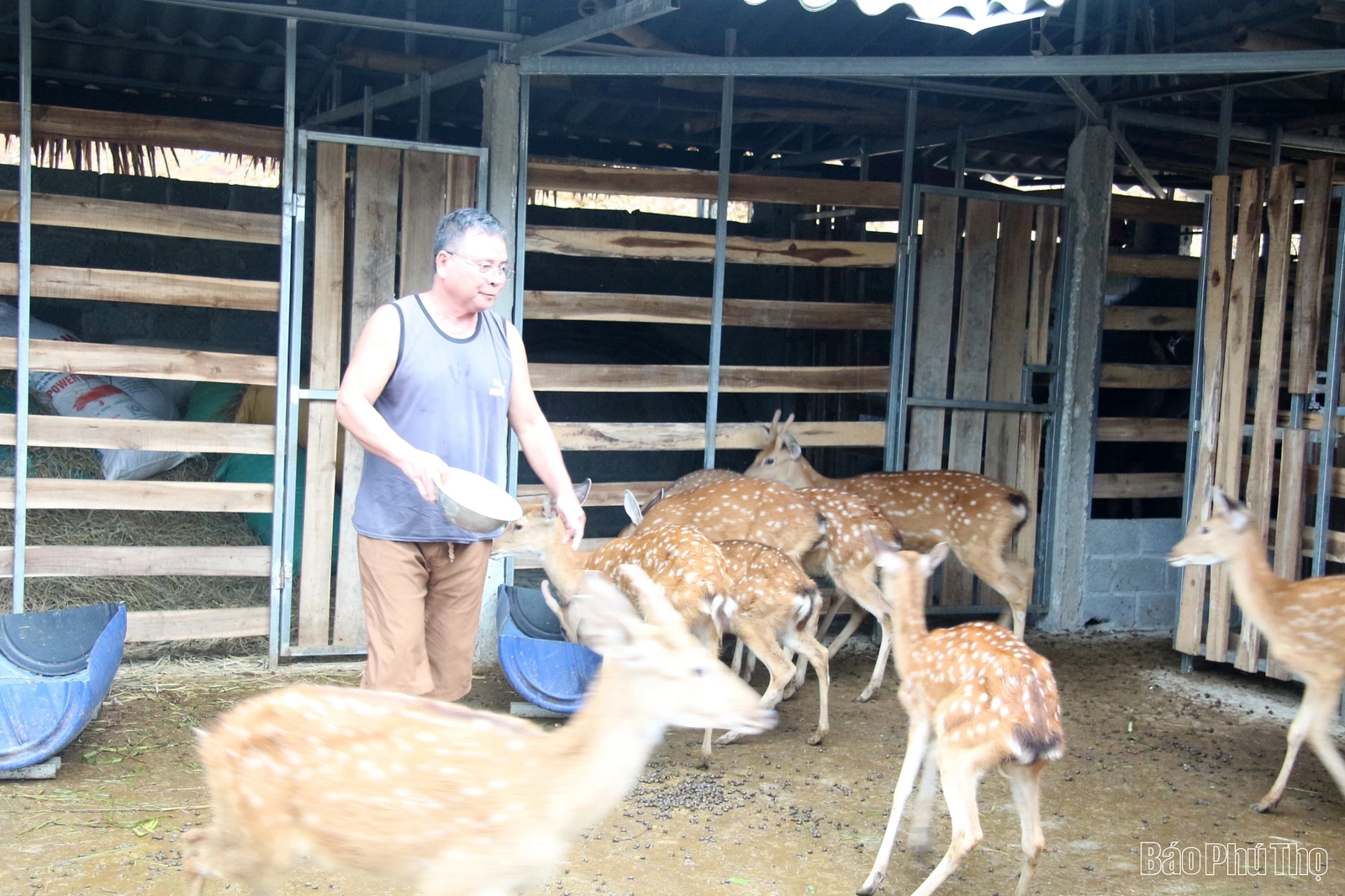 Nuôi hươu, nai - kỳ vọng một hướng đi mới ở Tu Vũ