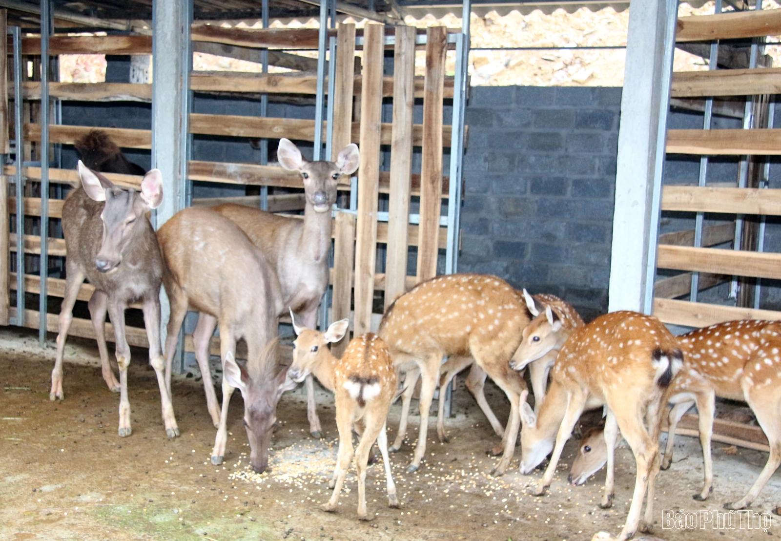 Nuôi hươu, nai - kỳ vọng một hướng đi mới ở Tu Vũ