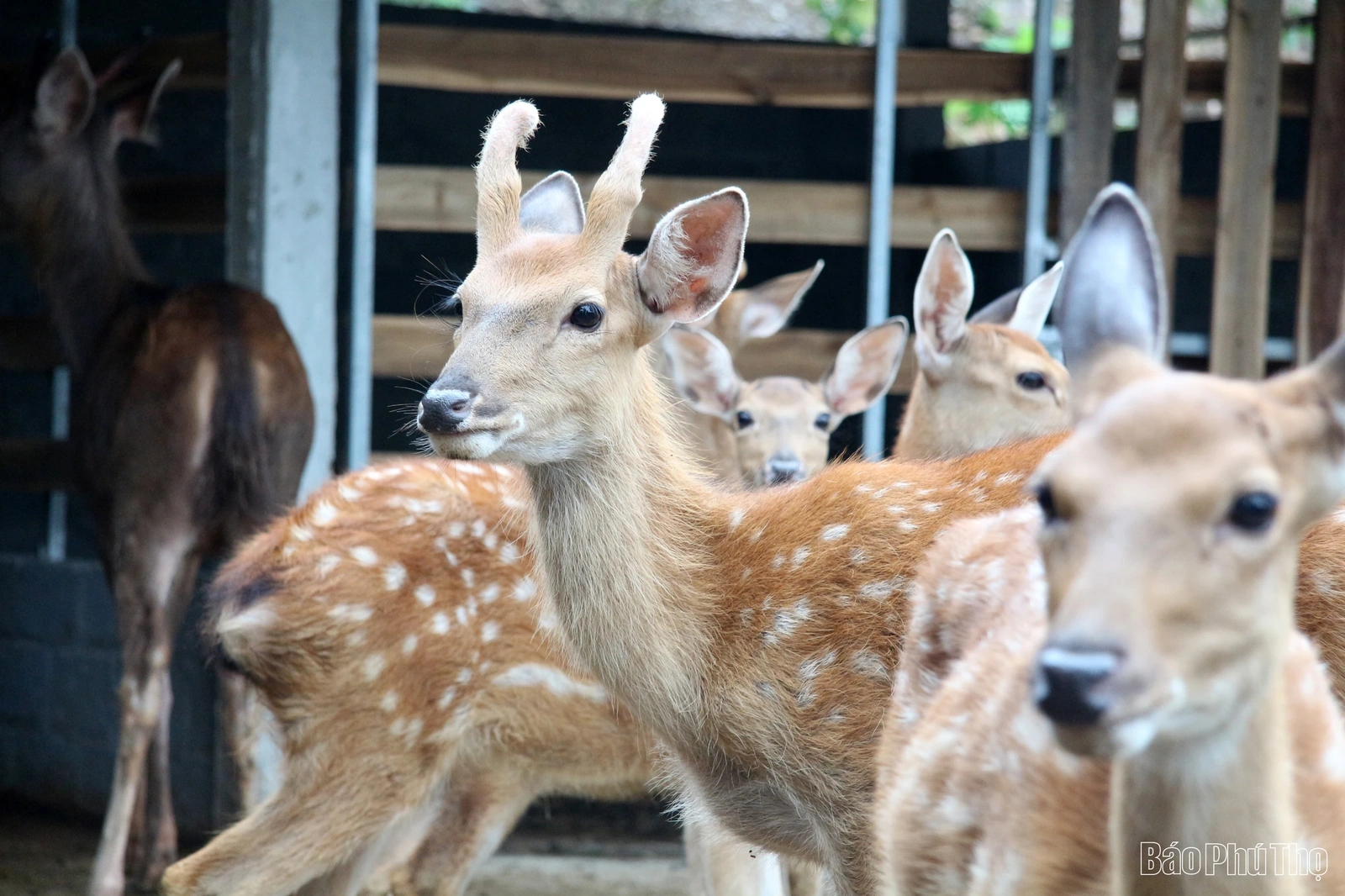 Nuôi hươu, nai - kỳ vọng một hướng đi mới ở Tu Vũ