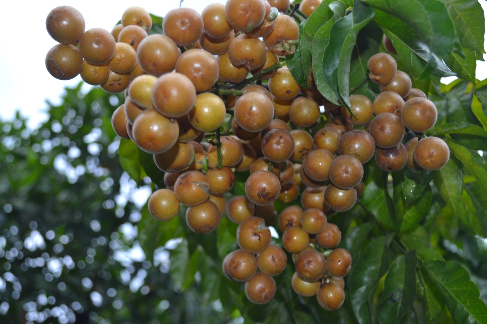 Hồng bì xứ Mường vào mùa quả mọng