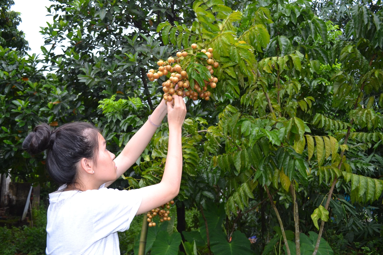 Hồng bì xứ Mường vào mùa quả mọng