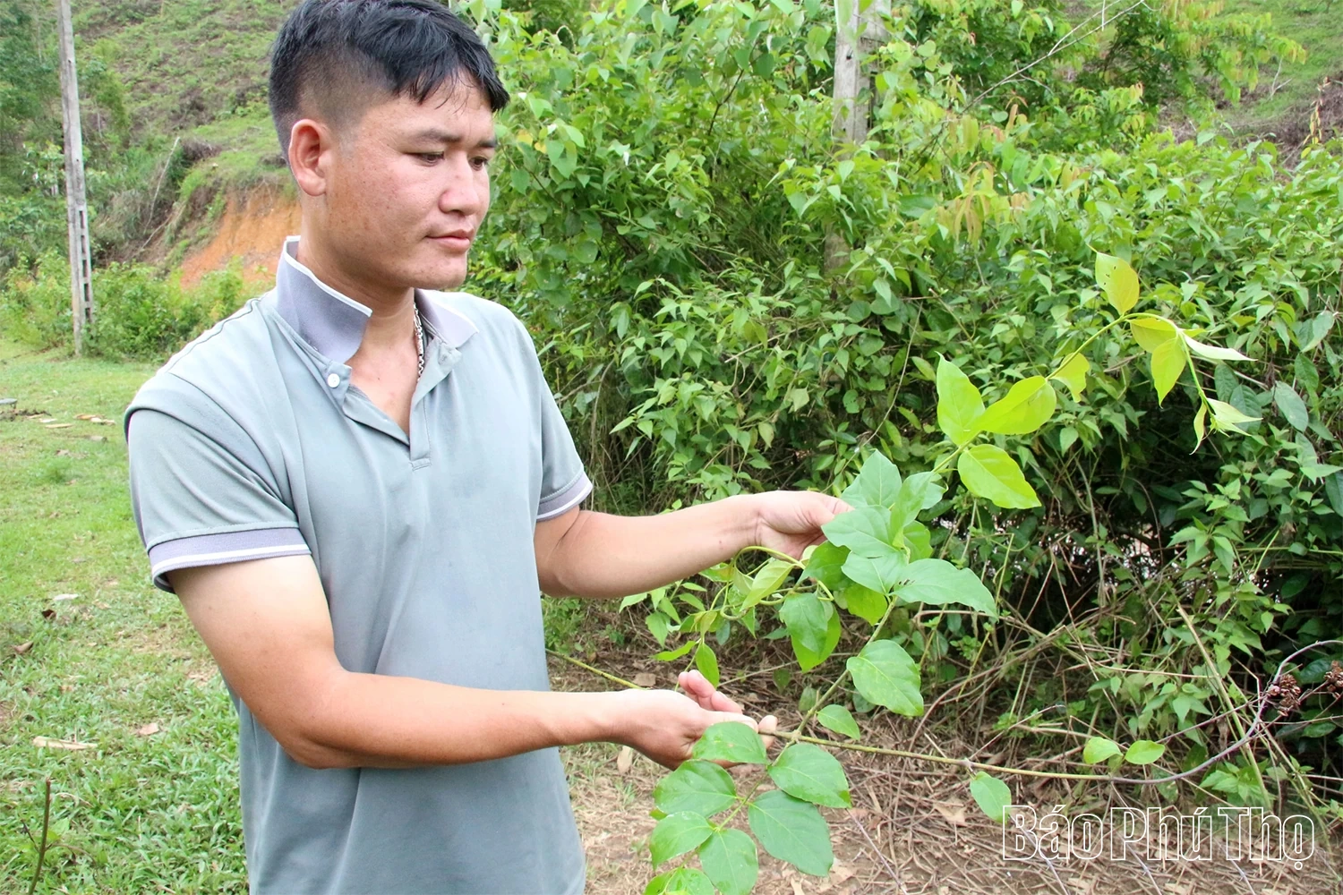 Ám ảnh loài cây “quyên sinh” giữa đại ngàn