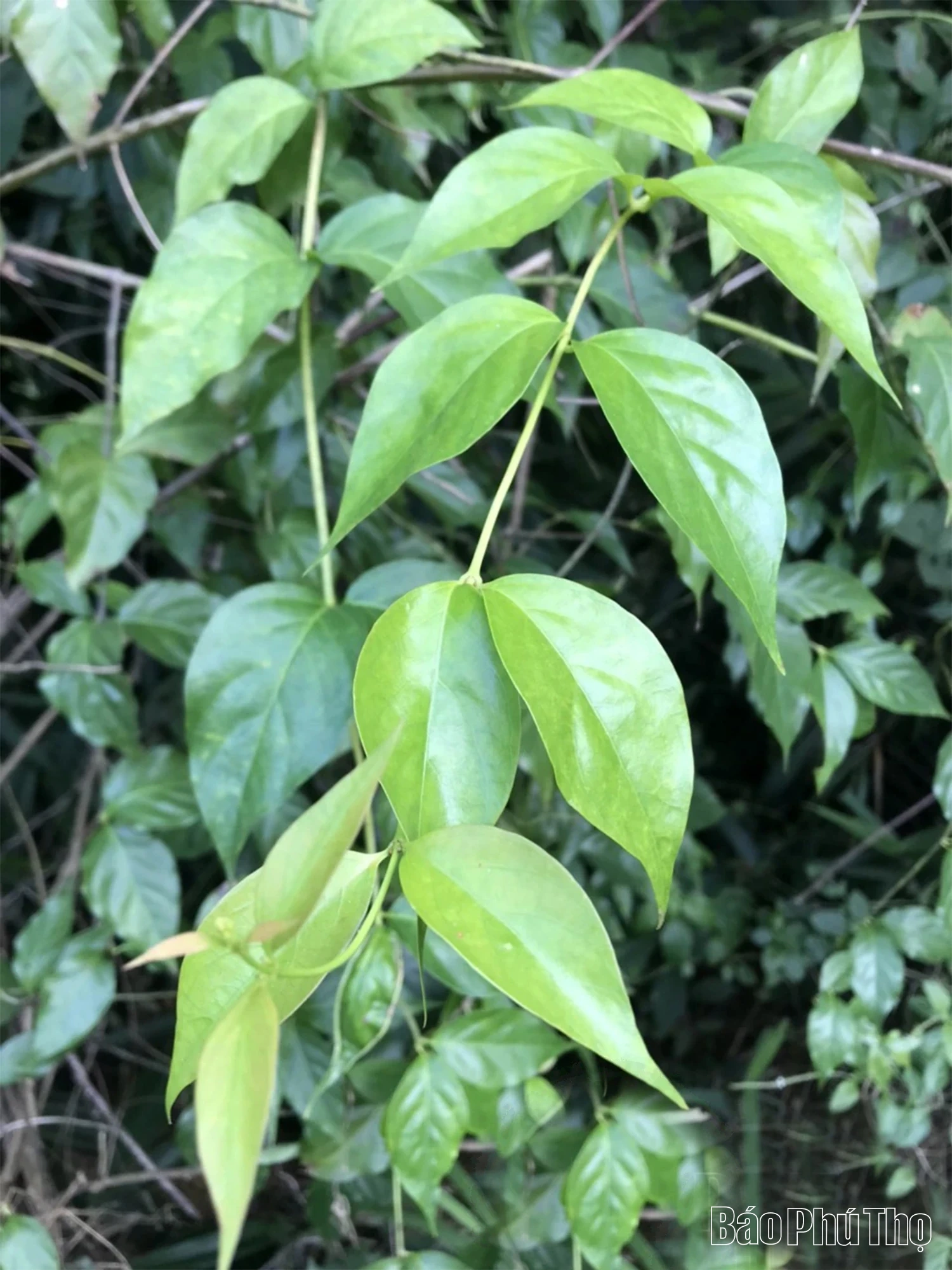 Ám ảnh loài cây “quyên sinh” giữa đại ngàn