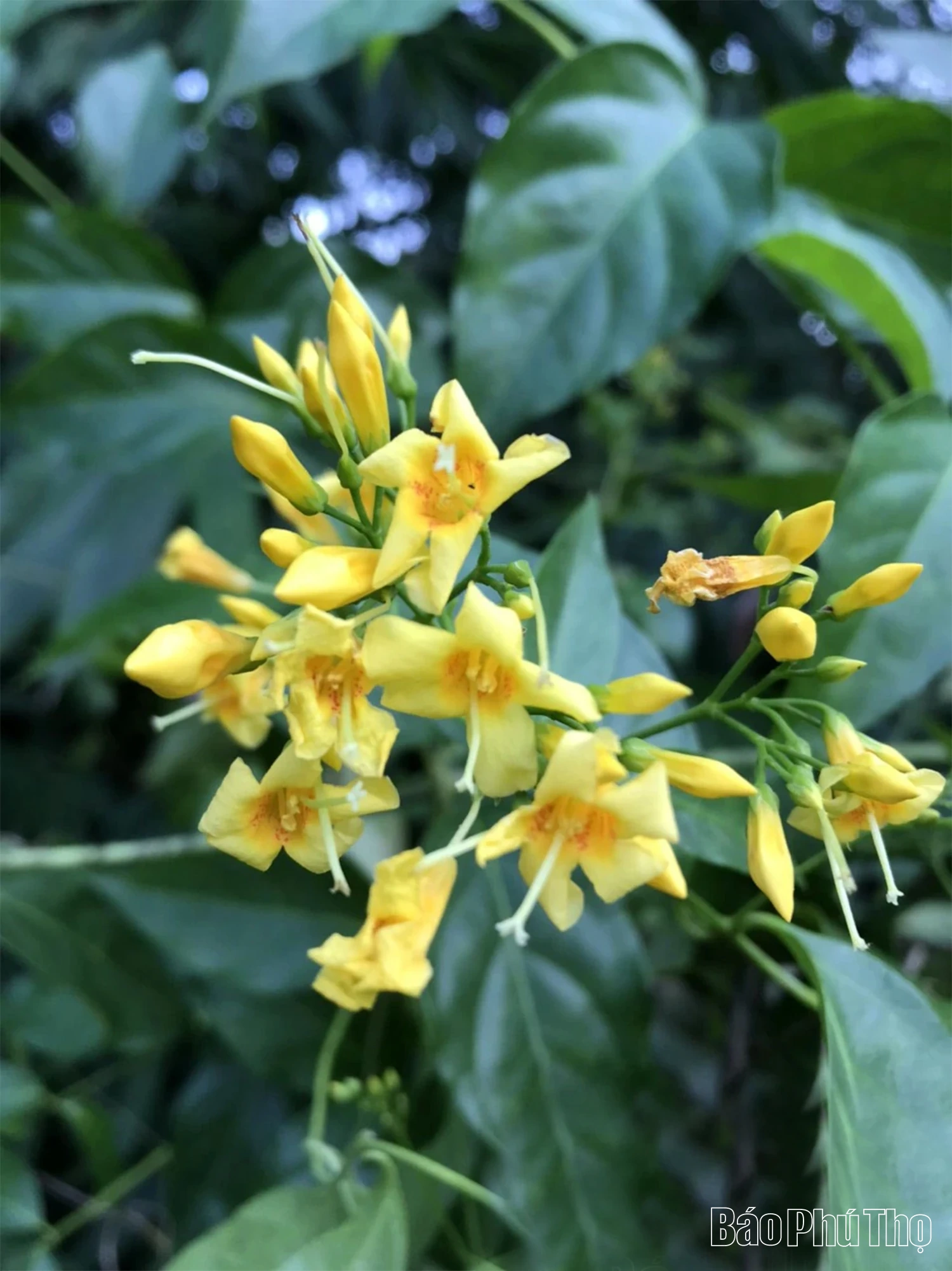 Ám ảnh loài cây “quyên sinh” giữa đại ngàn