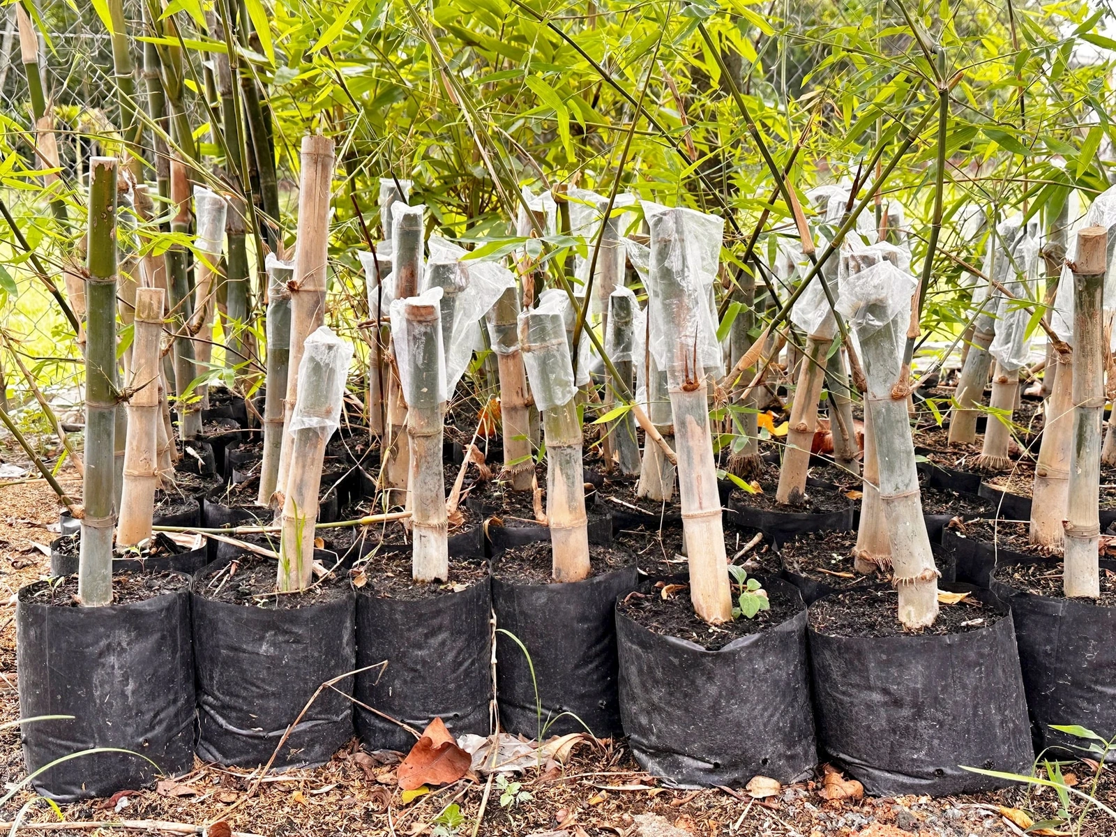 Xây dựng chuỗi giá trị xanh từ cây tre