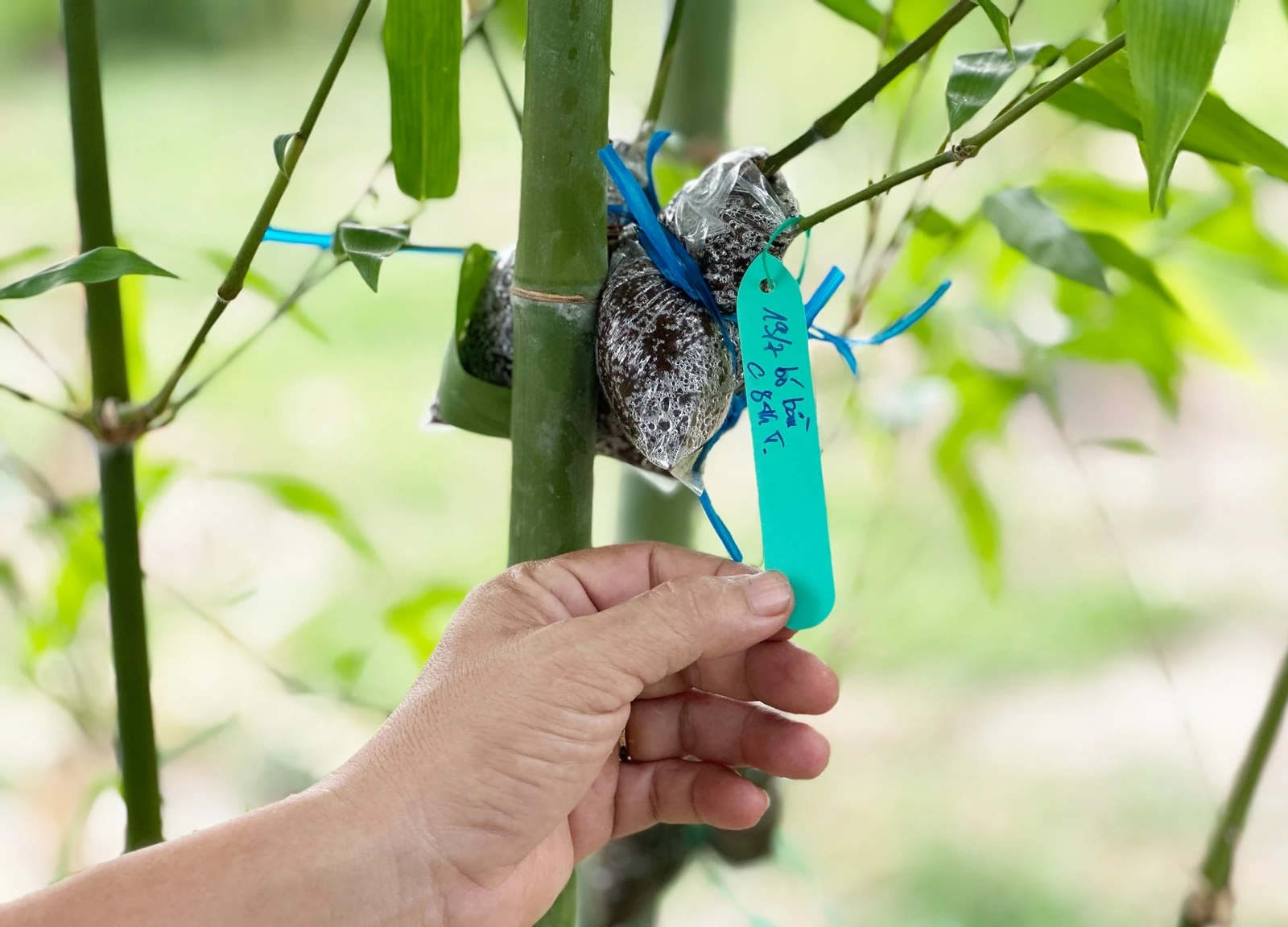 Xây dựng chuỗi giá trị xanh từ cây tre