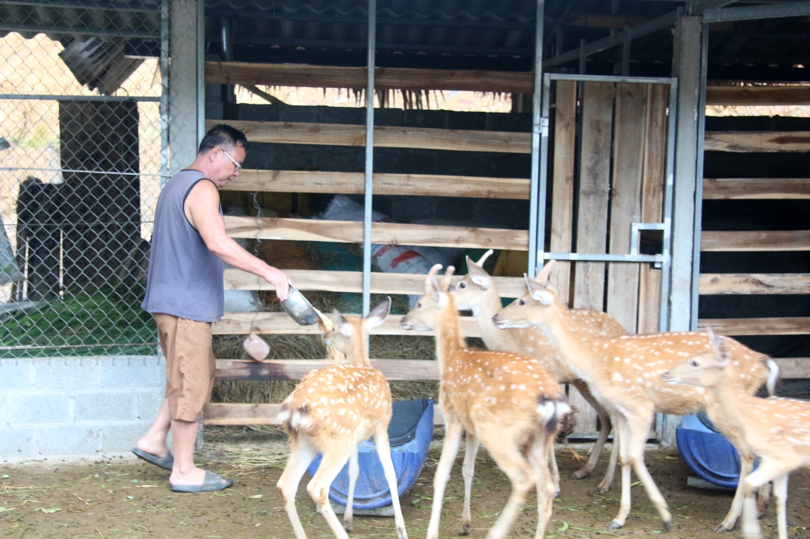 Nuôi hươu, nai - kỳ vọng một hướng đi mới ở Tu Vũ