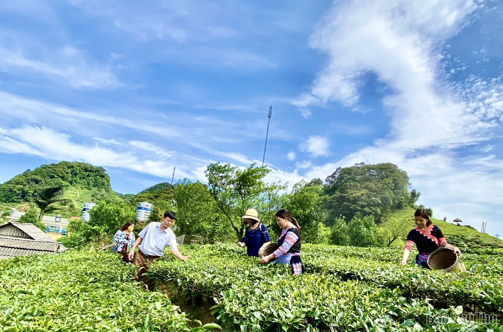 “Đánh thức” tiềm năng vùng chè Shan tuyết Pà Cò