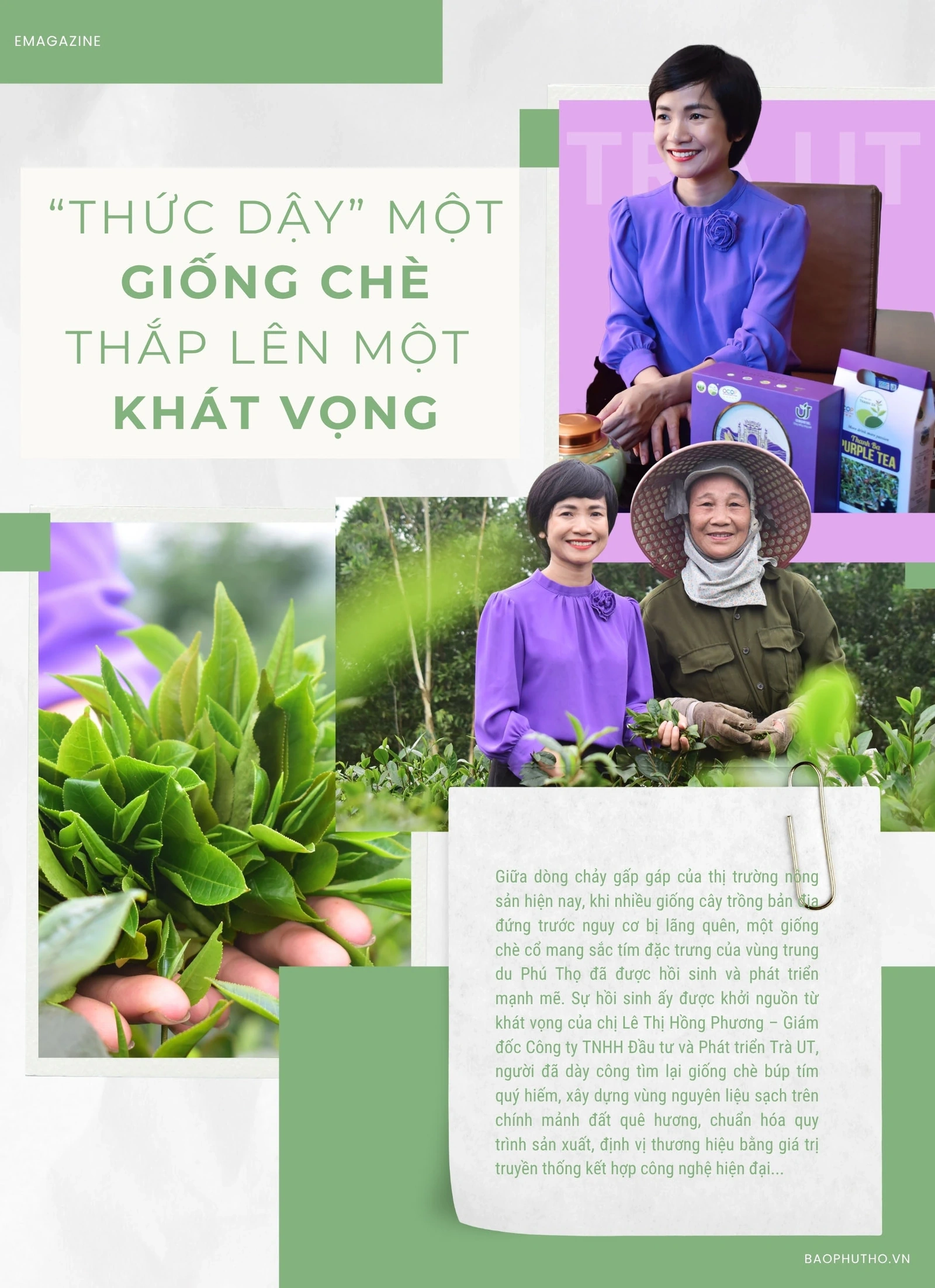 “Thức dậy” một giống chè, thắp lên một khát vọng