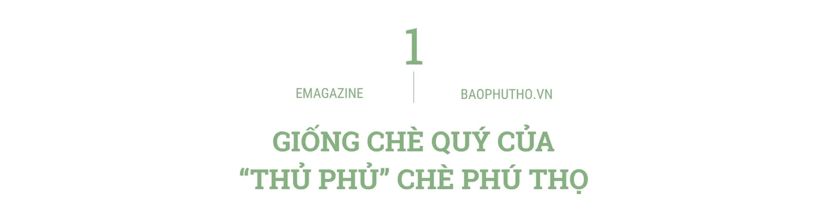“Thức dậy” một giống chè, thắp lên một khát vọng