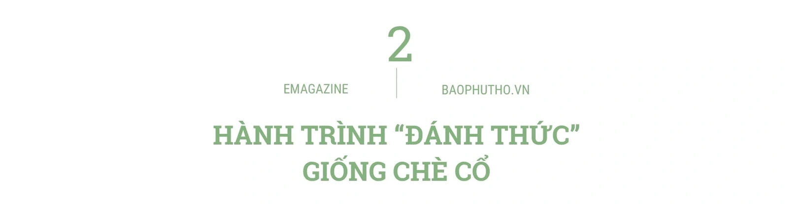 “Thức dậy” một giống chè, thắp lên một khát vọng
