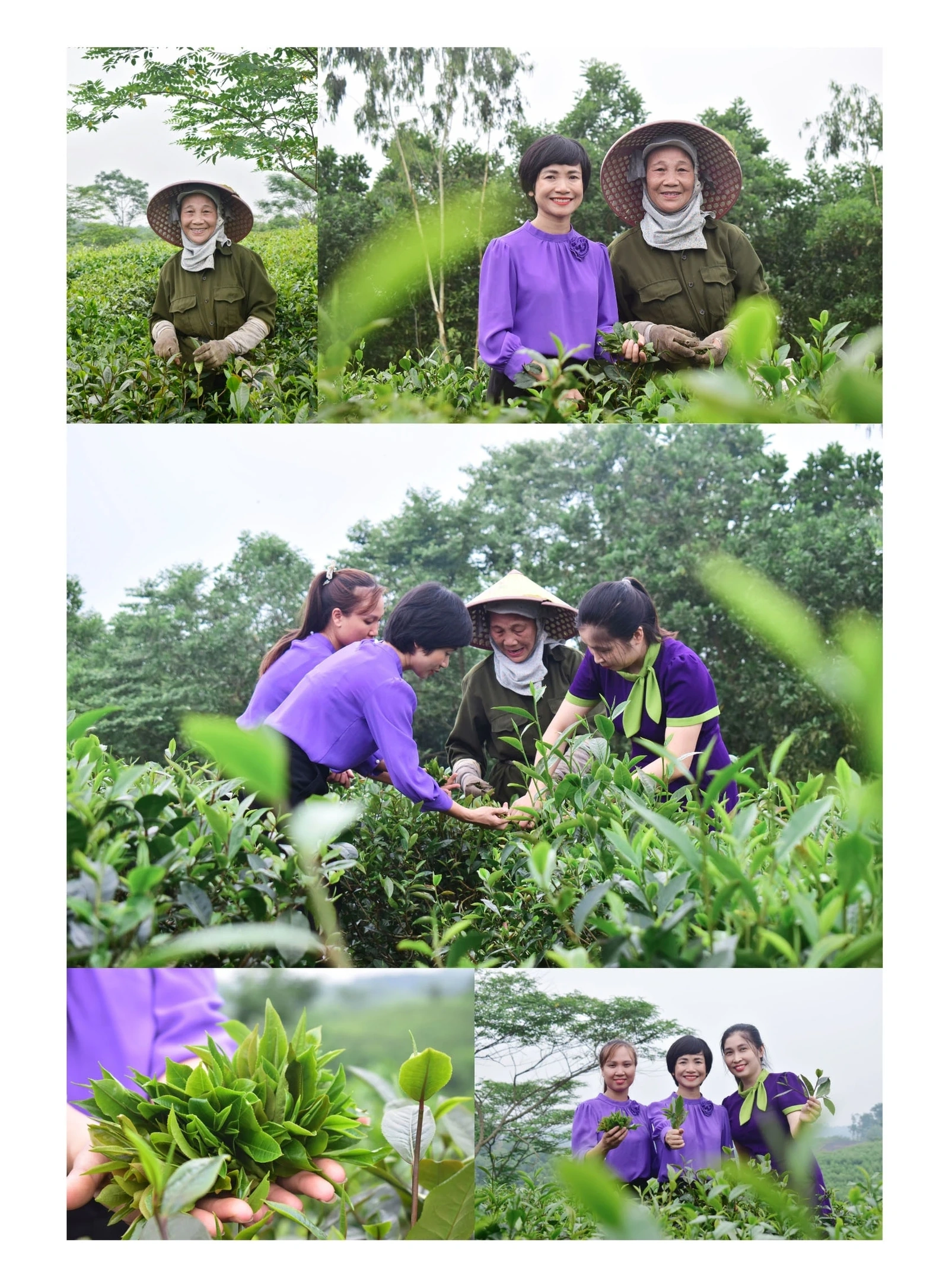 “Thức dậy” một giống chè, thắp lên một khát vọng