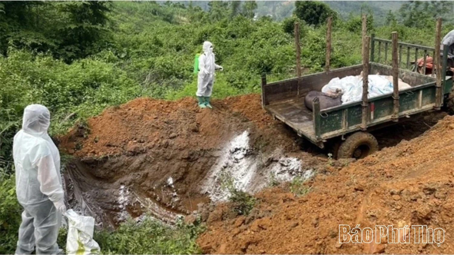 Thêm 1 xã hết bệnh Dịch tả lợn châu Phi