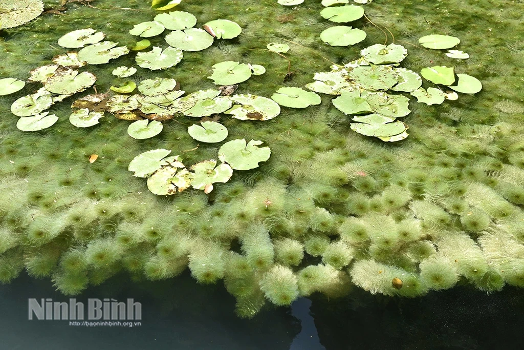 Đi Tràng An coi... rong