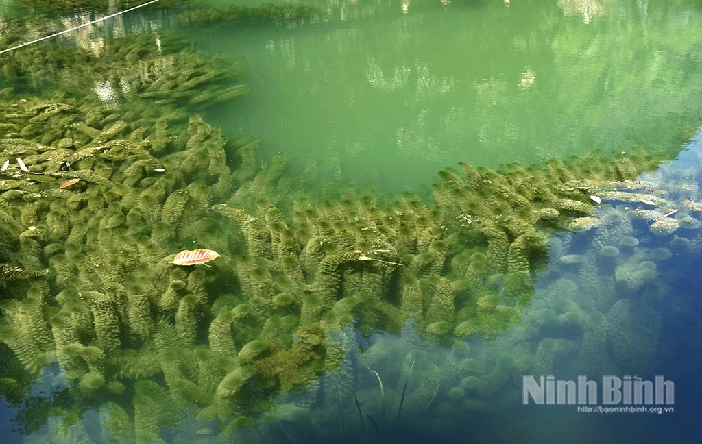 Đi Tràng An coi... rong