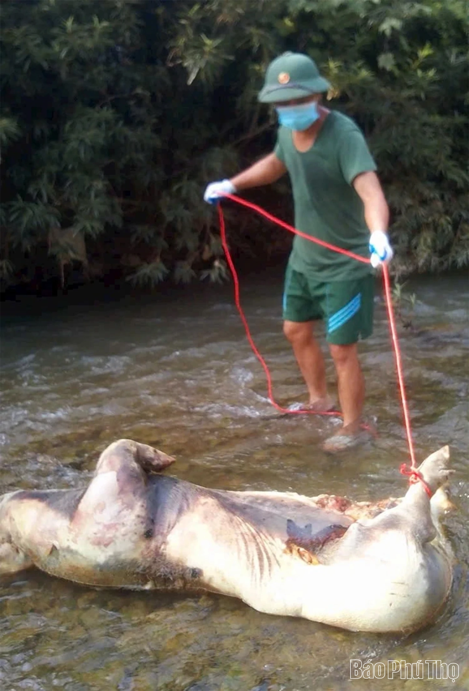 Anh Bùi Văn Tùng tự tìm, chôn lợn bệnh để bảo vệ môi trường