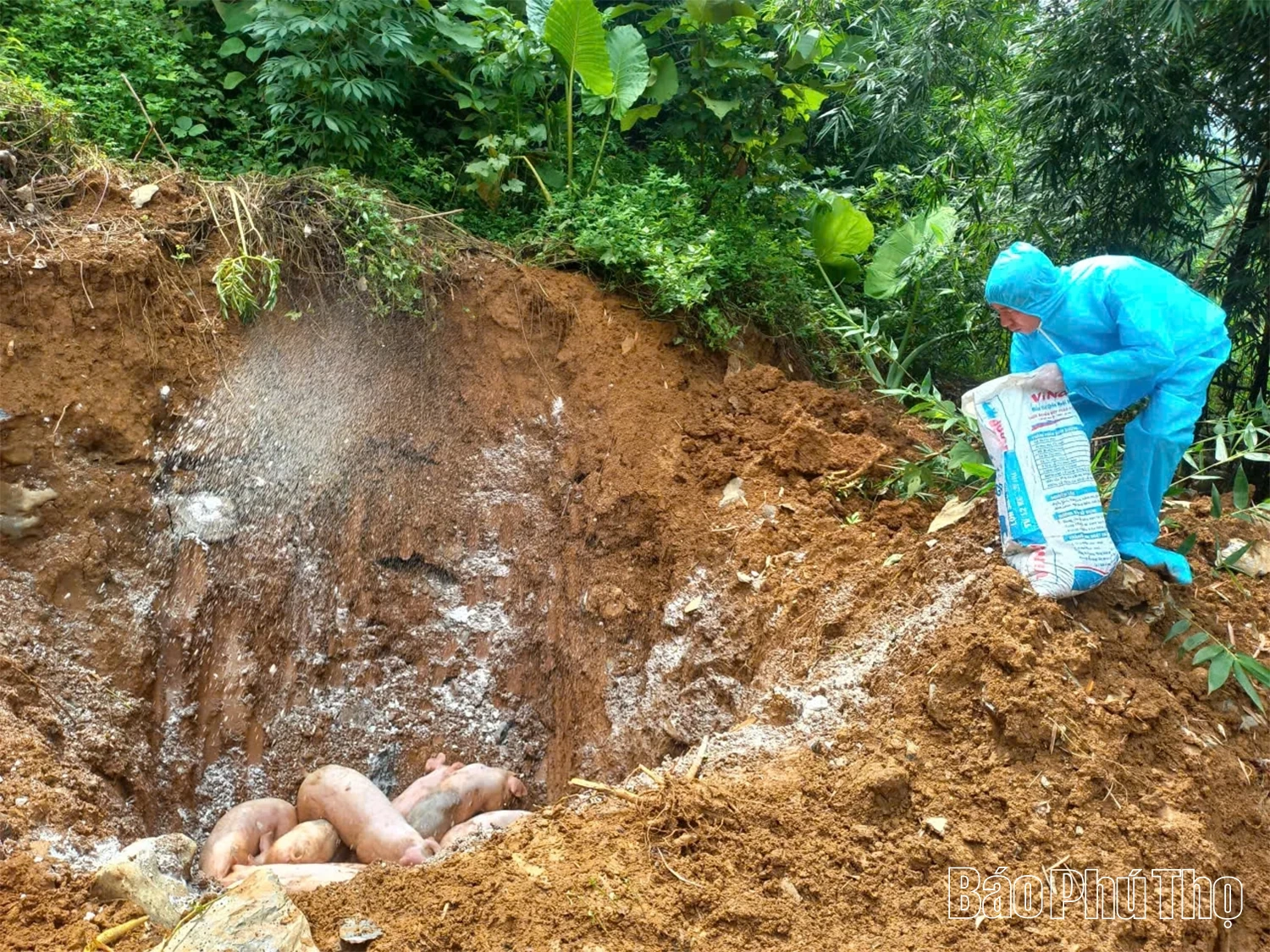 An Nghĩa nỗ lực dập dịch tả lợn châu Phi