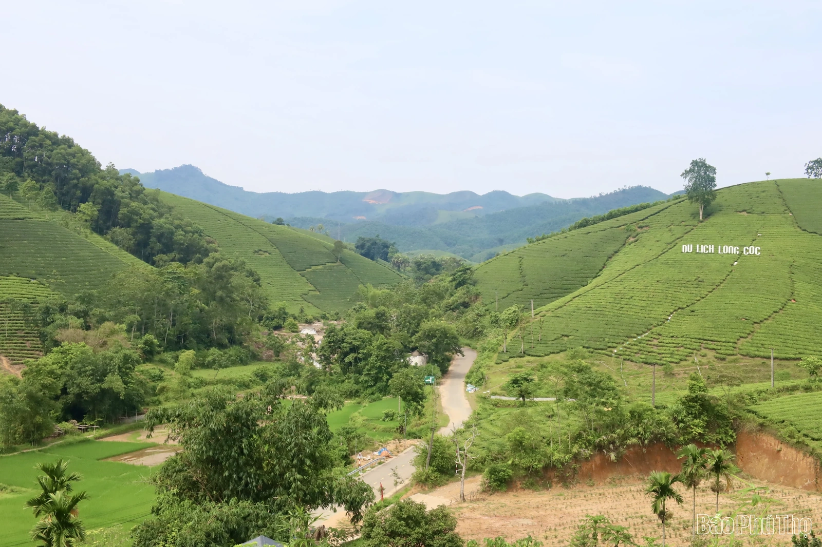 Trà Bát Tiên Long Cốc - đặc sản hương trà Đất Tổ