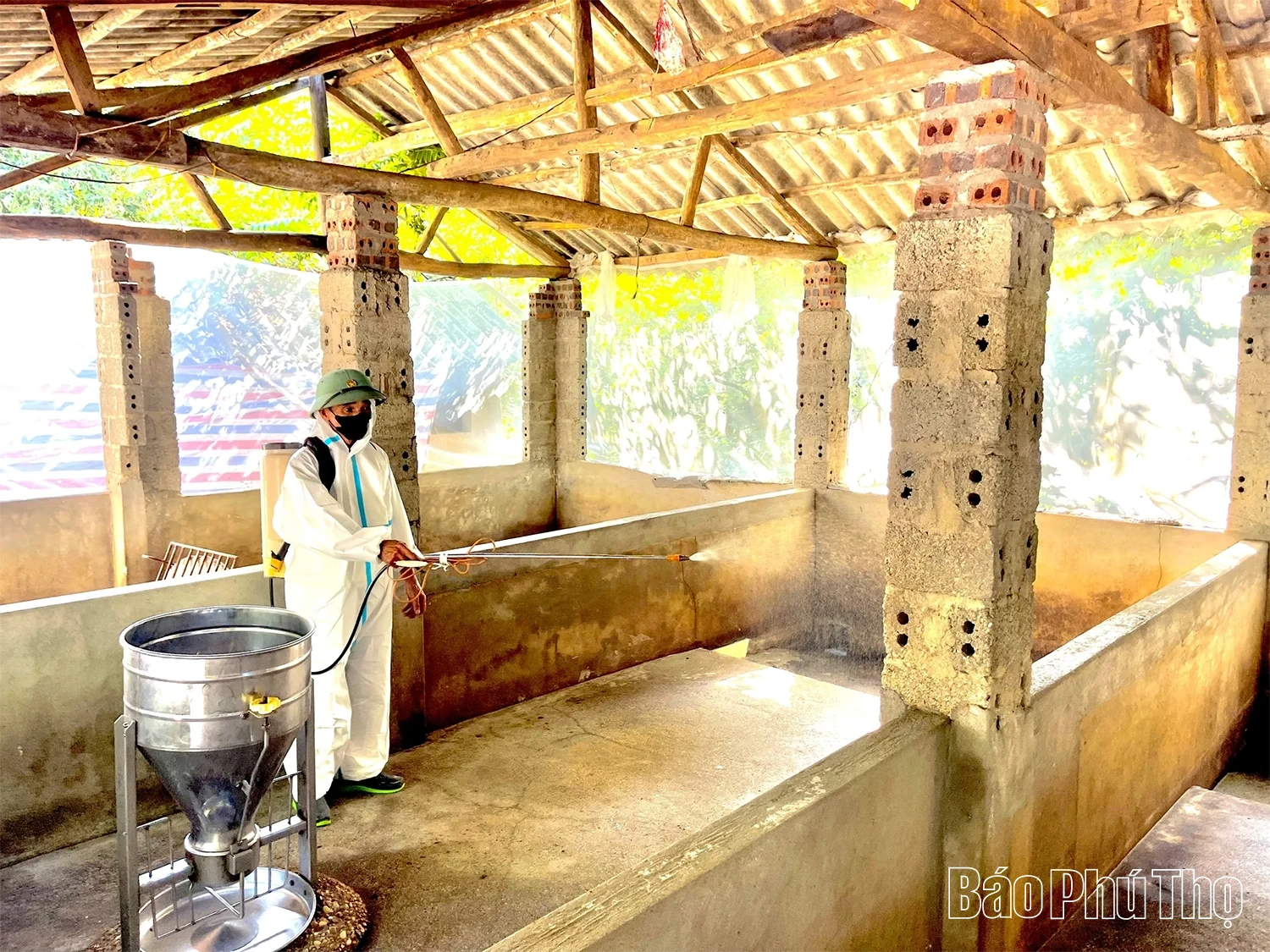 Xã Thái Hòa: Hàng nghìn con lợn bị tiêu hủy, nhiều gia đình trắng tay