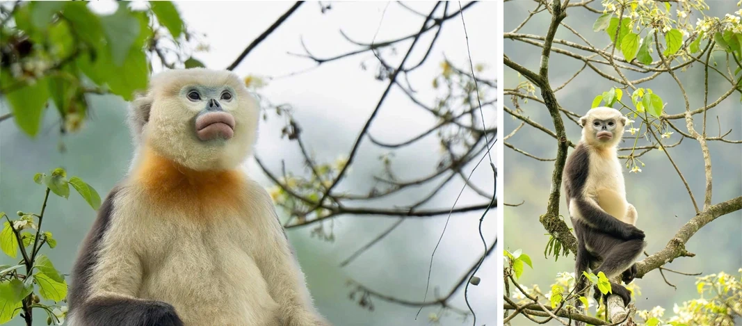 Nhiều trang mạng xã hội thu lợi nhuận từ đánh cắp thông tin báo chí