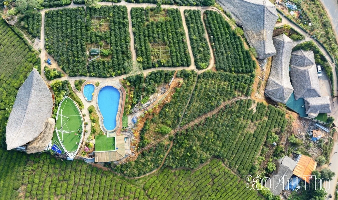 Khám phá du lịch Đồi chè Long Cốc
