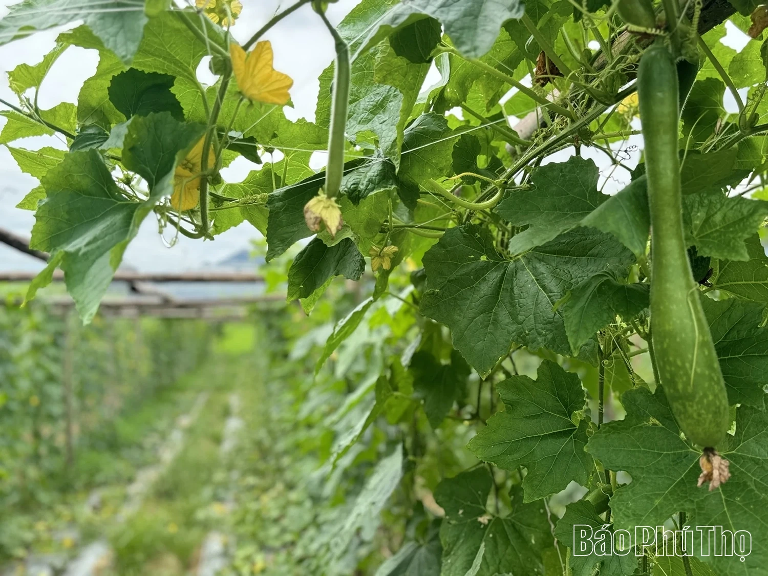 Vùng quê Hợp Kim chuyển đổi cơ cấu cây trồng