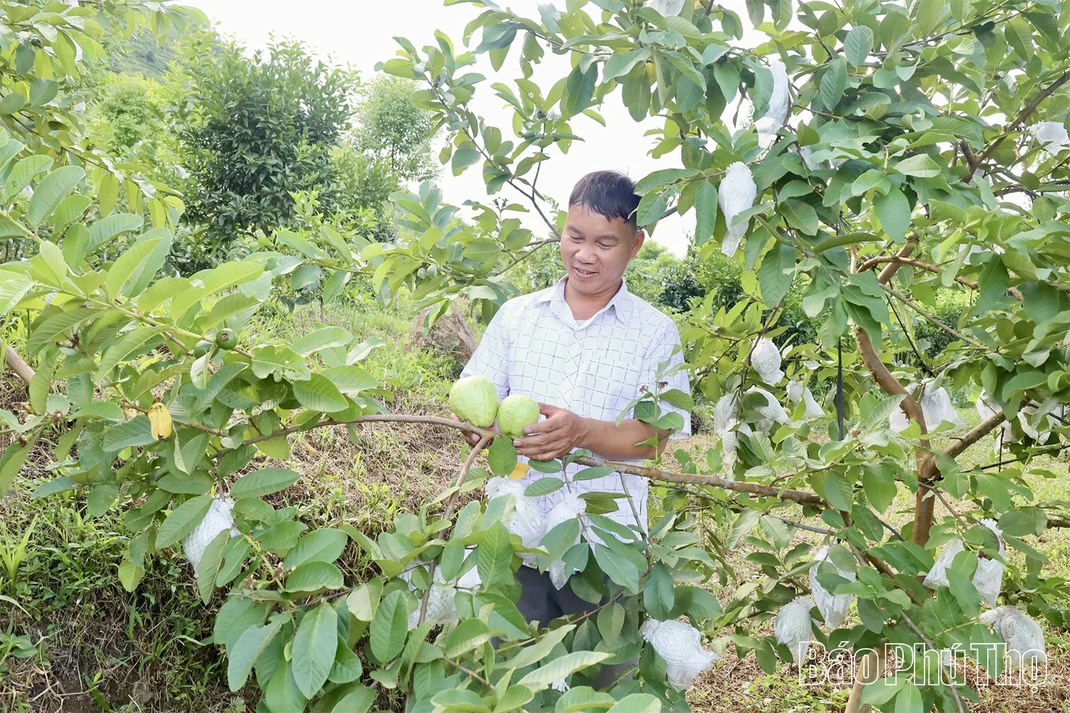 Mùa ổi chín ở Đồng Than