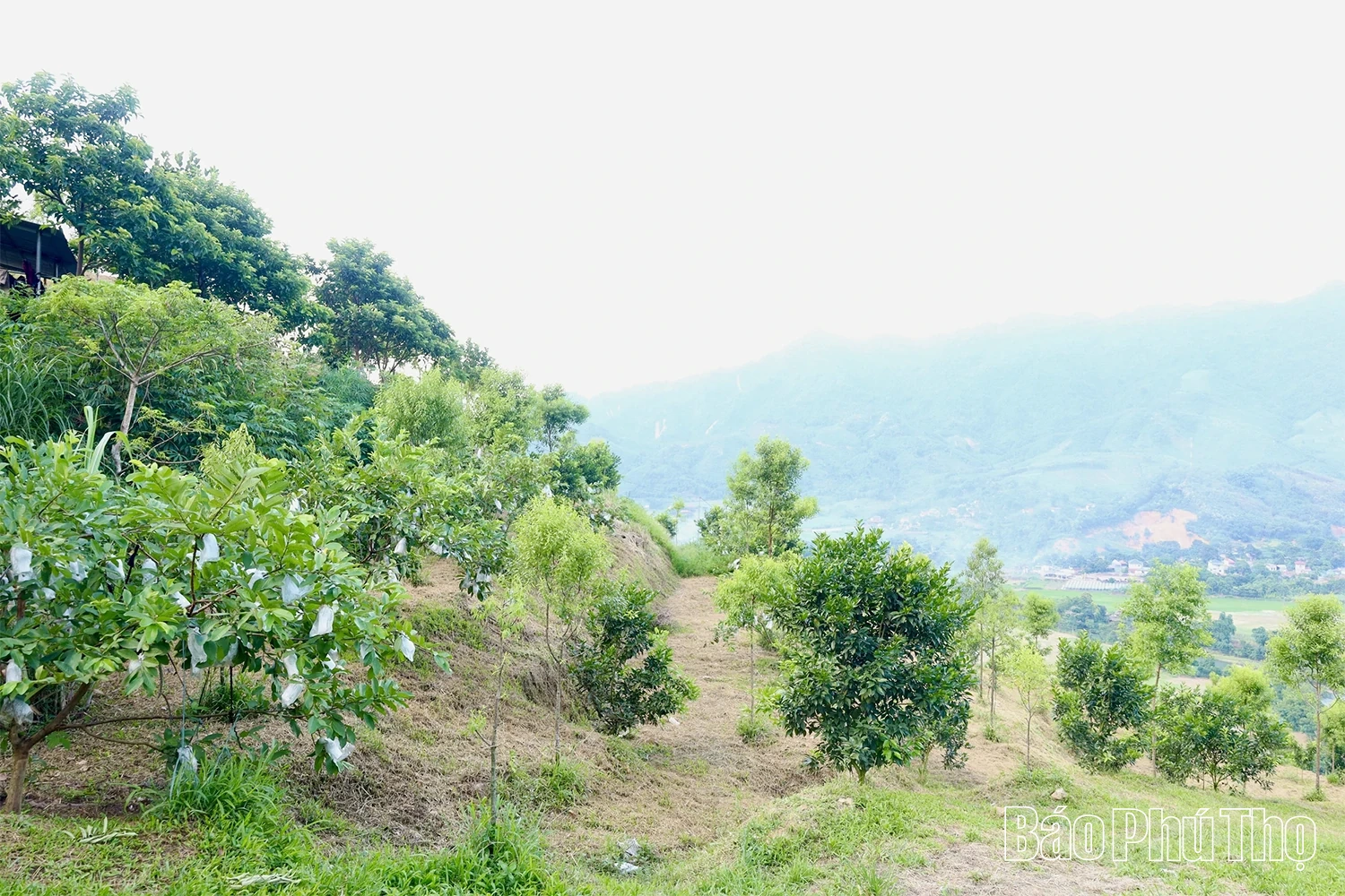 Mùa ổi chín ở Đồng Than