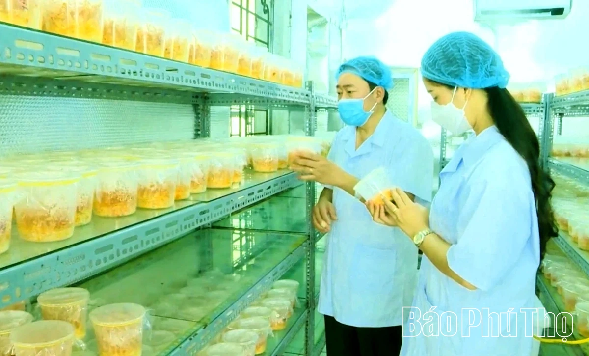 Đông trùng hạ thảo Tam Đảo: Nâng tầm dược liệu Việt
