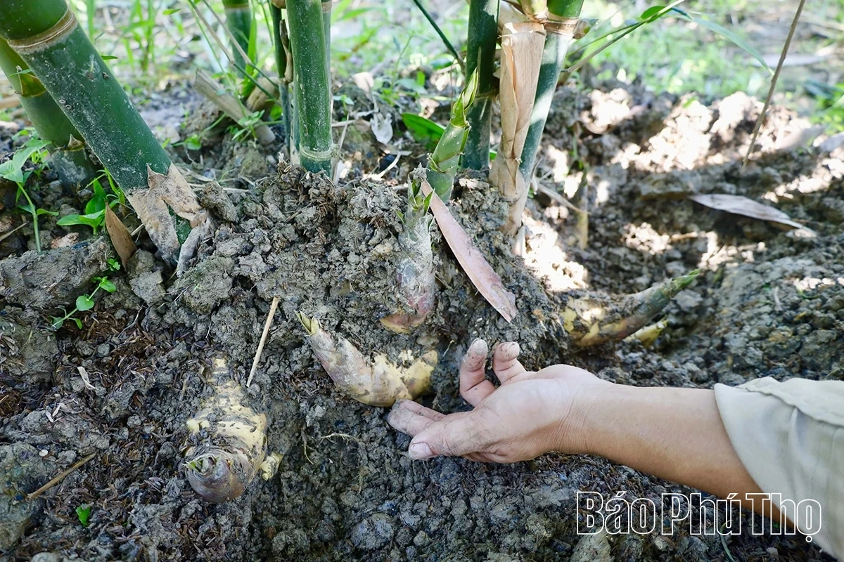 Độc đáo măng Lục Trúc