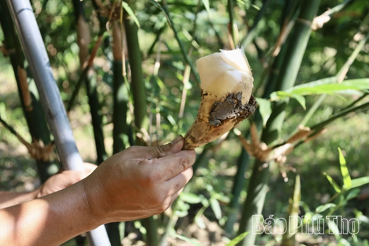 Độc đáo măng Lục Trúc