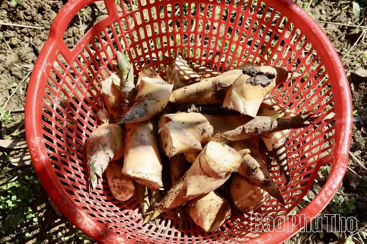 Độc đáo măng Lục Trúc