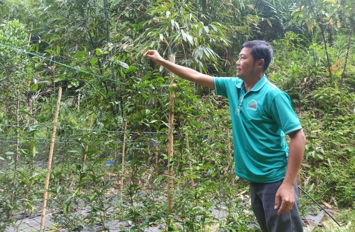 Đà Nẵng nhân rộng mô hình sinh kế hướng đến lâm nghiệp bền vững