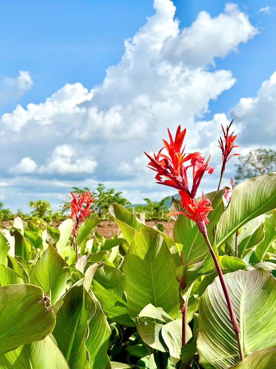 Mùa hoa dong riềng bên núi Chư Đang Ya