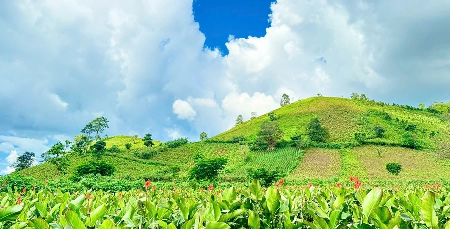 Mùa hoa dong riềng bên núi Chư Đang Ya