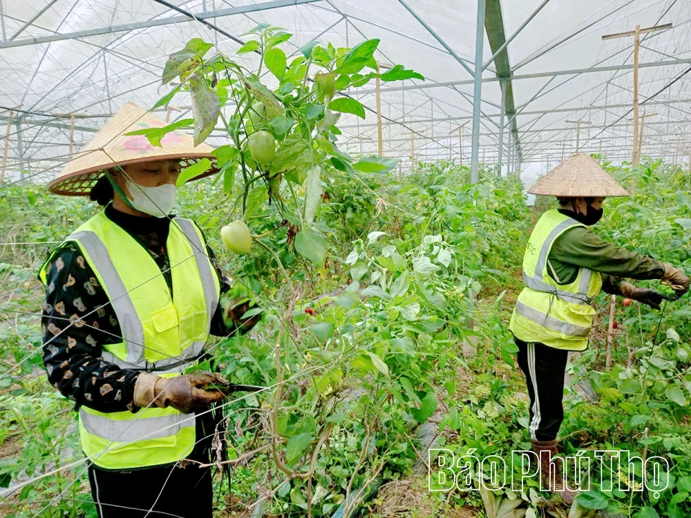 Tiềm năng trồng rau hữu cơ xuất khẩu trên vùng cao Vân Sơn