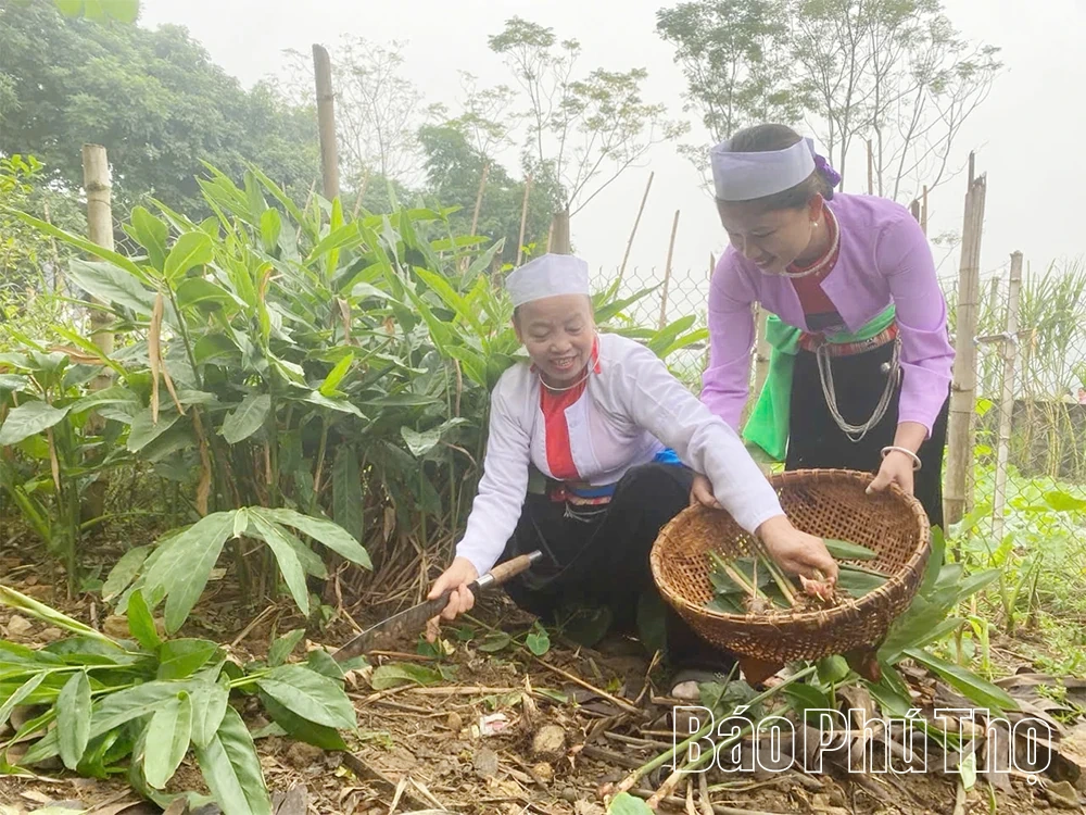 Ngất ngây loại rượu uống bằng cần tre của người Mường