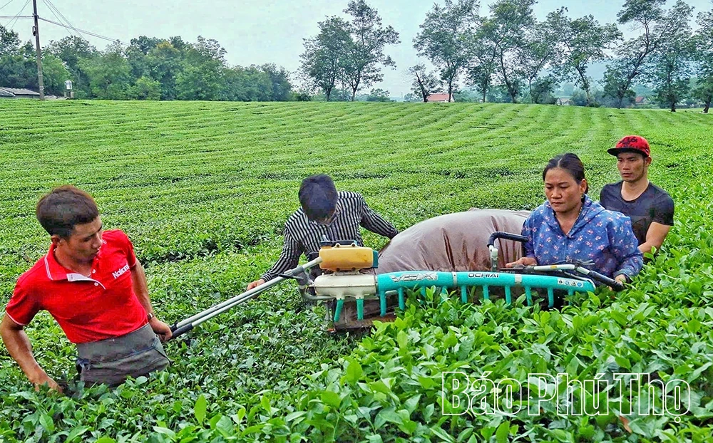 Xây dựng vùng nguyên liệu tập trung