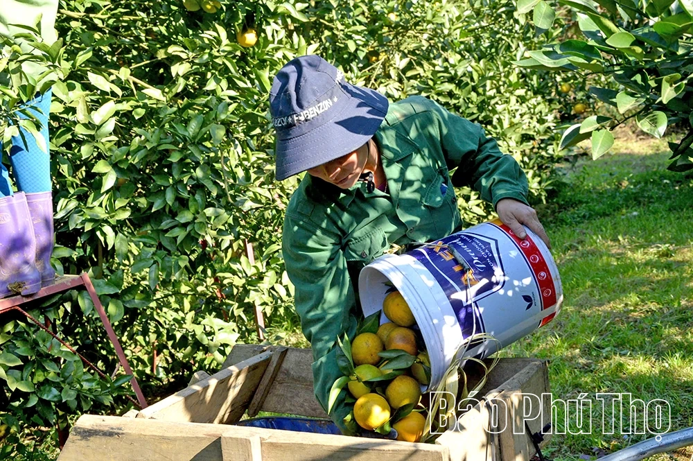 Xây dựng vùng nguyên liệu tập trung